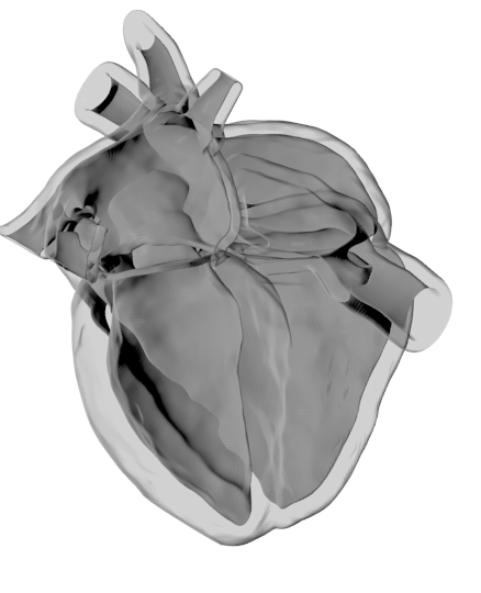cardiac model 1