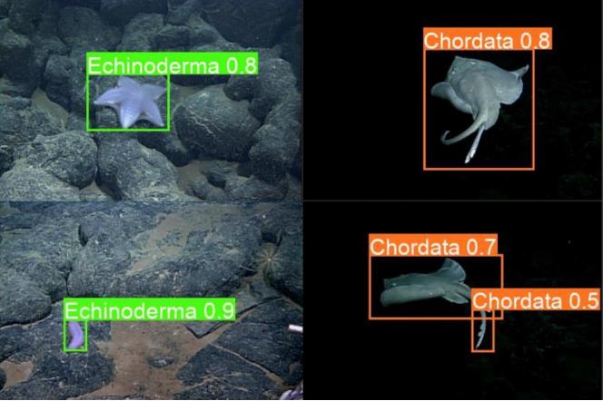 Photographs of marine creatures with superimposed labels identifying their species