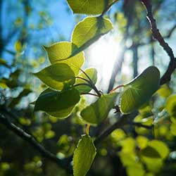 Leaves with sun shining through