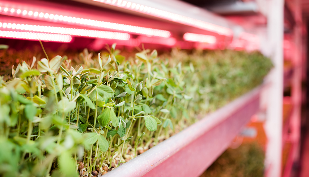 Close-up of pea shoots growing under pink LED lights