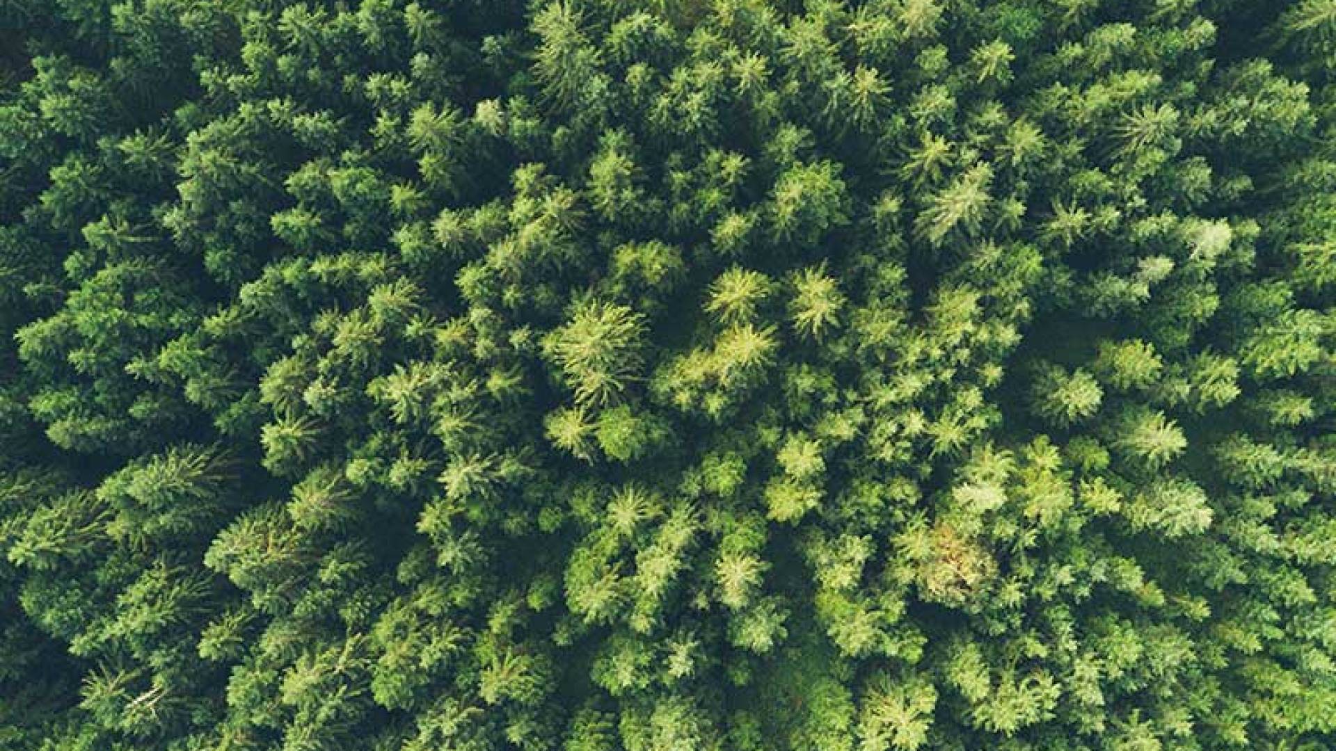 Ariel shot of trees