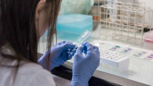 Person examining microscope slide