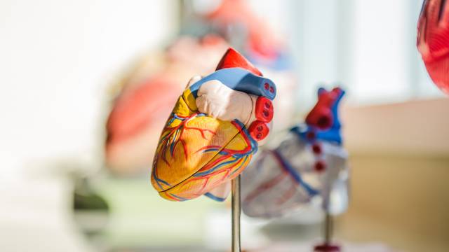 model of heart