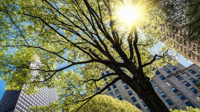 View of the skyscrapers of Manhattan through the trees of Madison Square Park in New York City